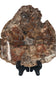 Petrified Wood Slice
