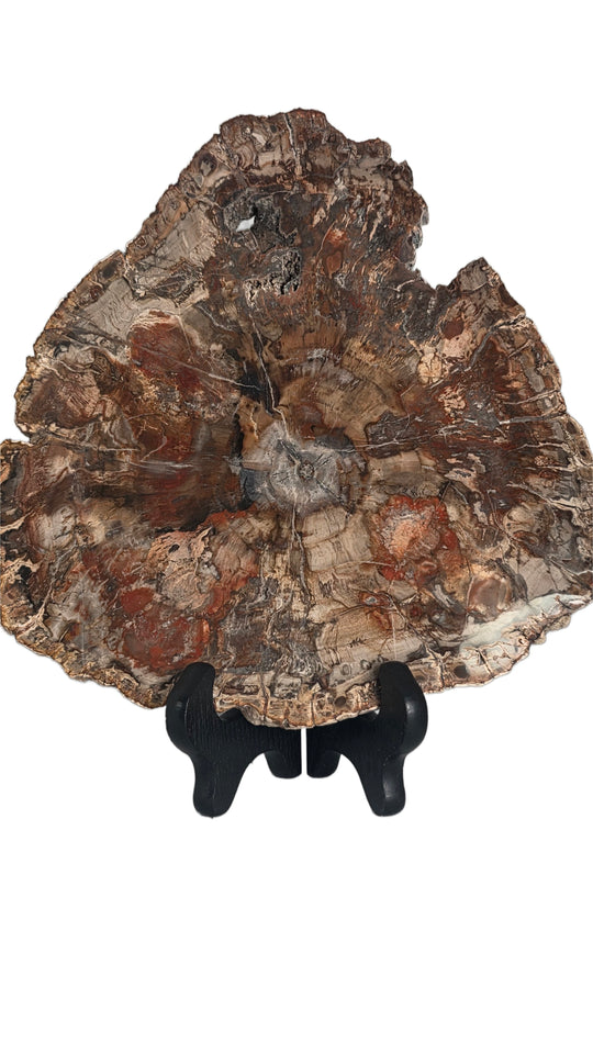 Petrified Wood Slice