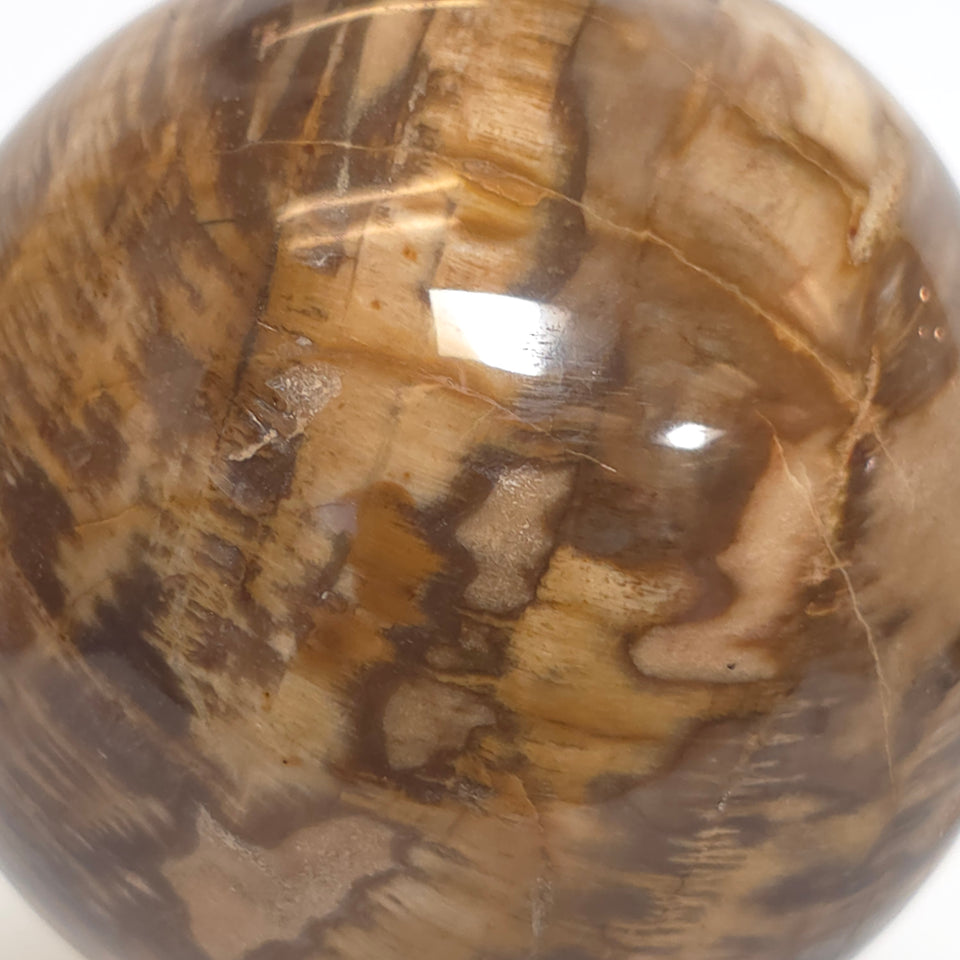 Petrified Wood Sphere – 1.395 lb – 76mm