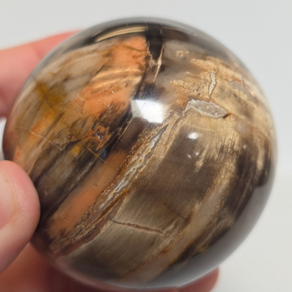 Petrified Wood Sphere – 1.145 lb | 72mm
