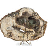 Petrified Wood Slice - 9" Wide - 2.22 lb