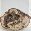Petrified Wood Slice - 9" Wide - 2.22 lb