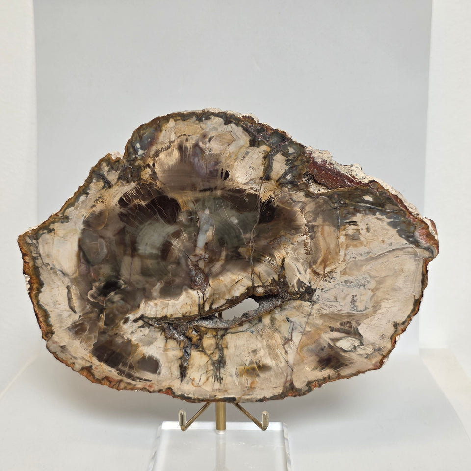 Petrified Wood Slice - 9" Wide - 2.22 lb