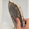 Petrified Wood Slice - 9" Wide - 2.22 lb