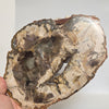 Petrified Wood Slice - 9" Wide - 2.22 lb