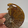 Polished Ammonite Fossil