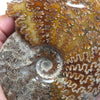 Polished Ammonite Fossil