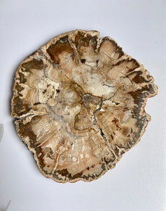 Petrified Wood Round Slice